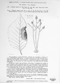 Botryotinia fuckeliana image